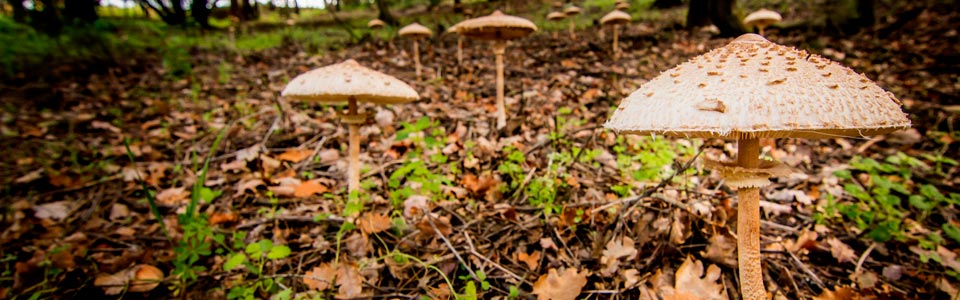 Tardor - bolets a Can Tacó